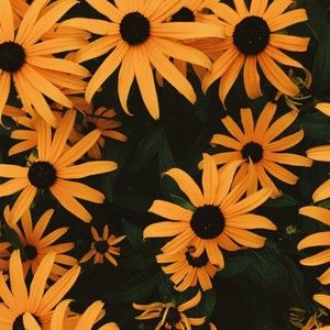 Meet your Posher, Evelynn